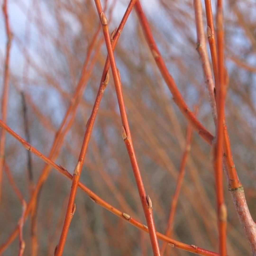 Salix alba 'Chermesina'