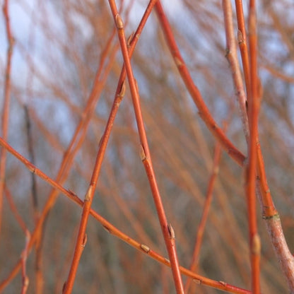 Salix alba 'Chermesina'