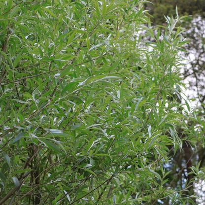 Salix alba 'Sericea'