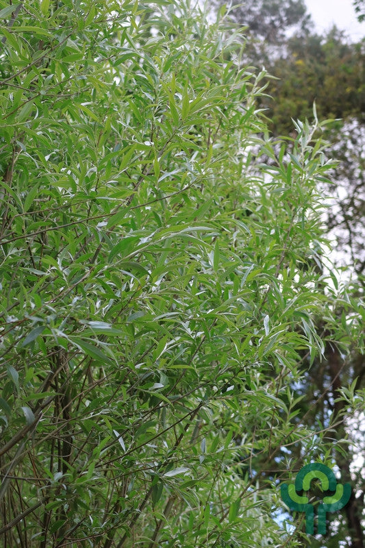 Salix alba 'Sericea'