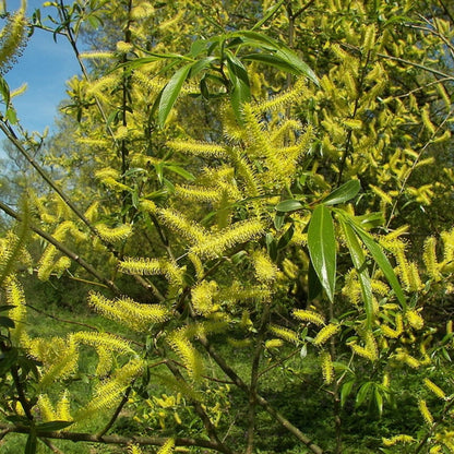 Salix alba