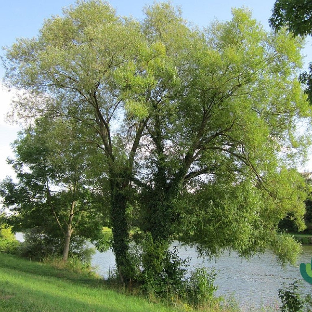 Salix alba
