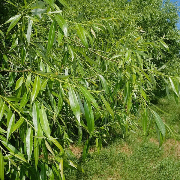 Salix fragilis