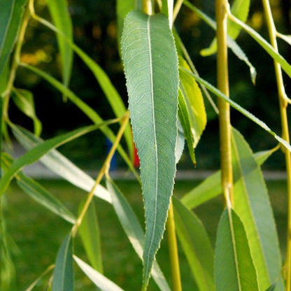 Salix sepulcralis 'Chrysocoma'
