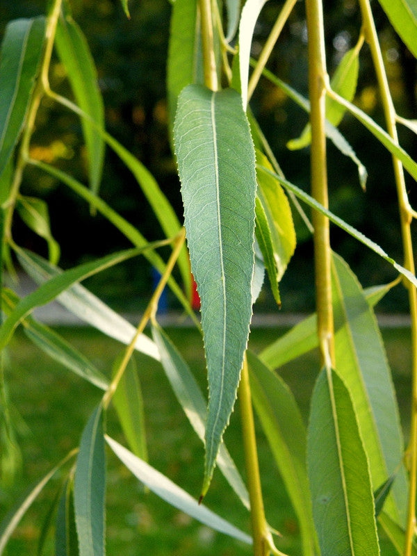 Salix sepulcralis 'Chrysocoma'