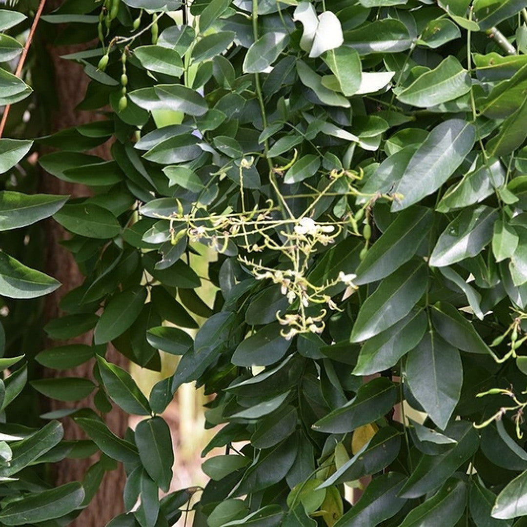 Sophora japonica 'Pendula'