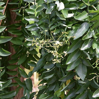 Sophora japonica 'Pendula'