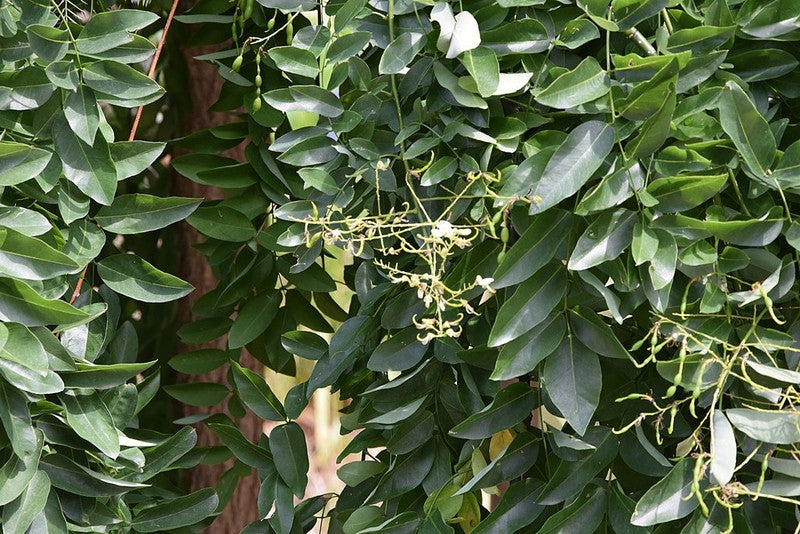Sophora japonica 'Pendula'
