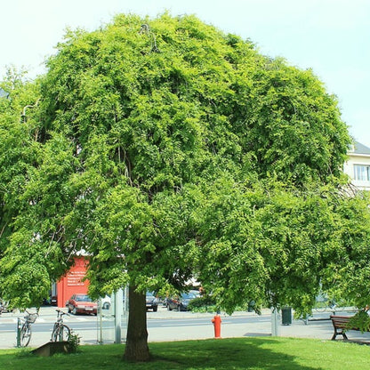 Sophora japonica 'Pendula'