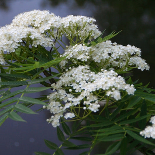 Sorbus 'Dodong'