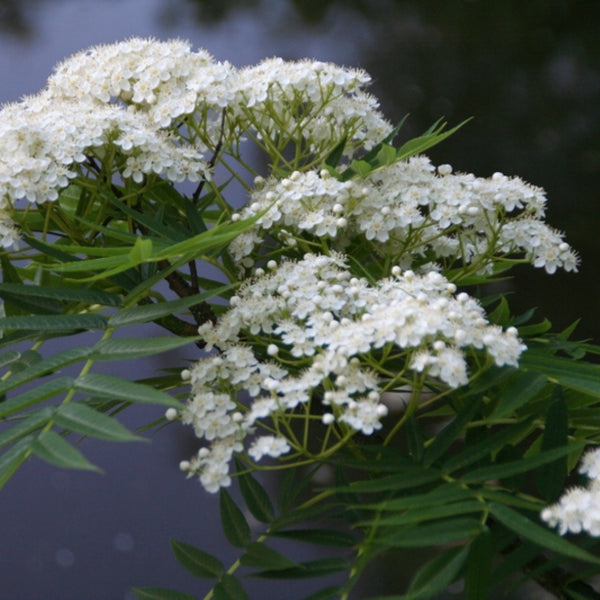 Sorbus 'Dodong'