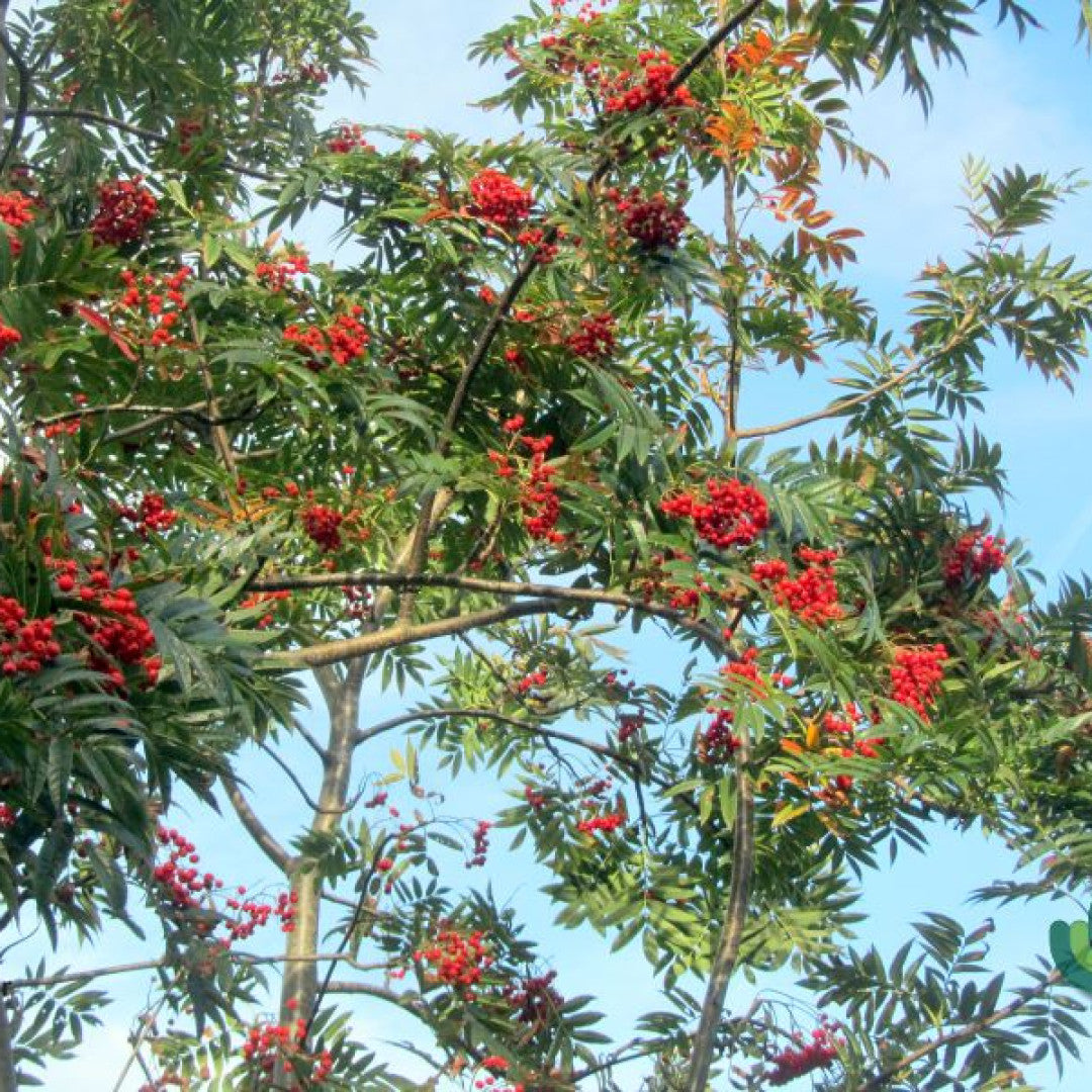 Sorbus 'Dodong'