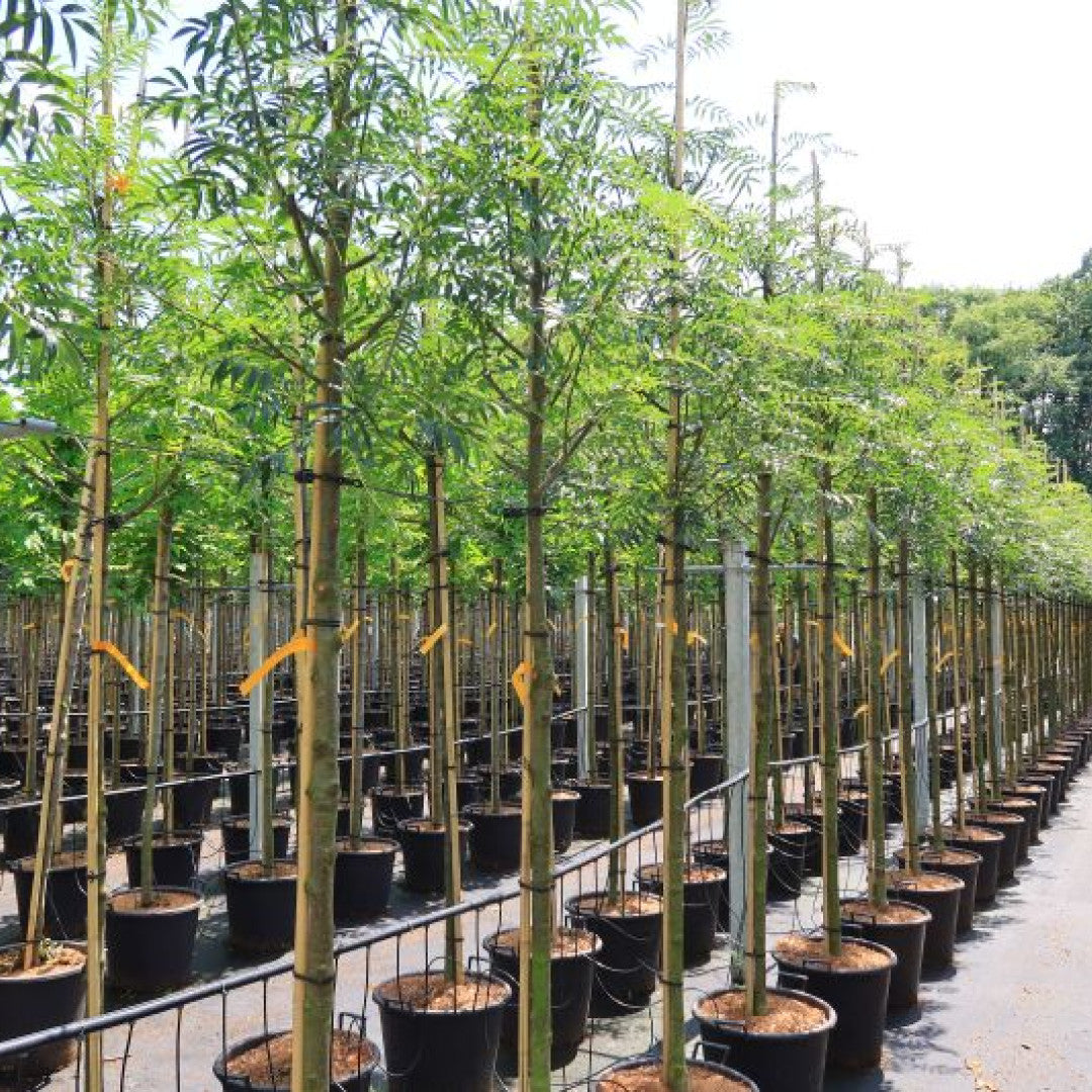 Sorbus 'Dodong'