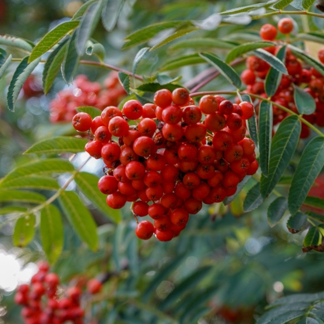 Sorbus aucuparia