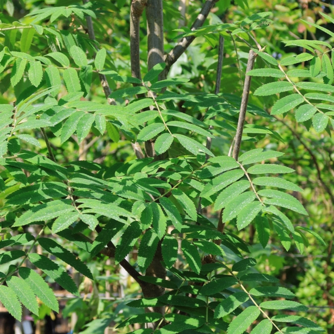 Sorbus aucuparia 'Fingerprint'