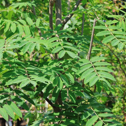 Sorbus aucuparia 'Fingerprint'