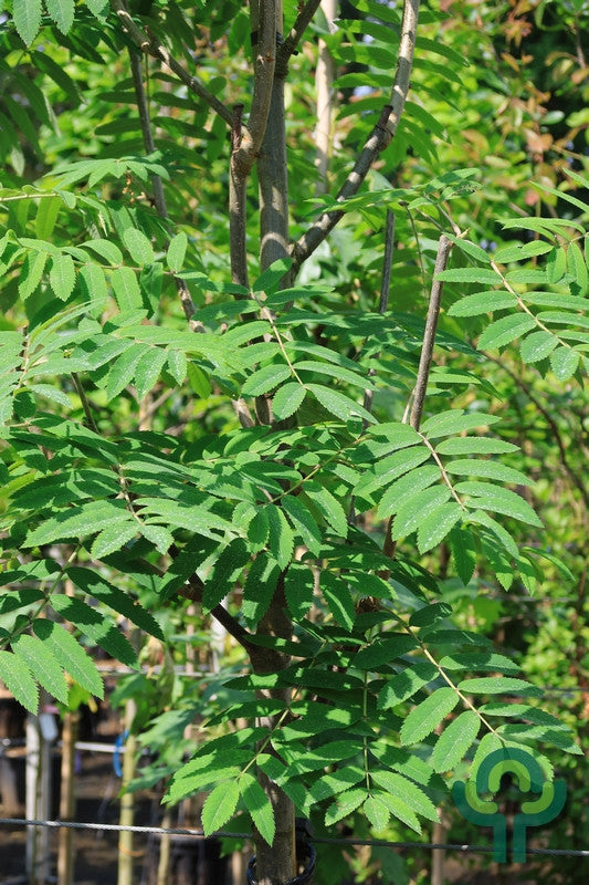 Sorbus aucuparia 'Fingerprint'