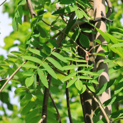 Sorbus aucuparia 'Pendula'
