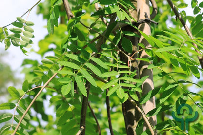 Sorbus aucuparia 'Pendula'