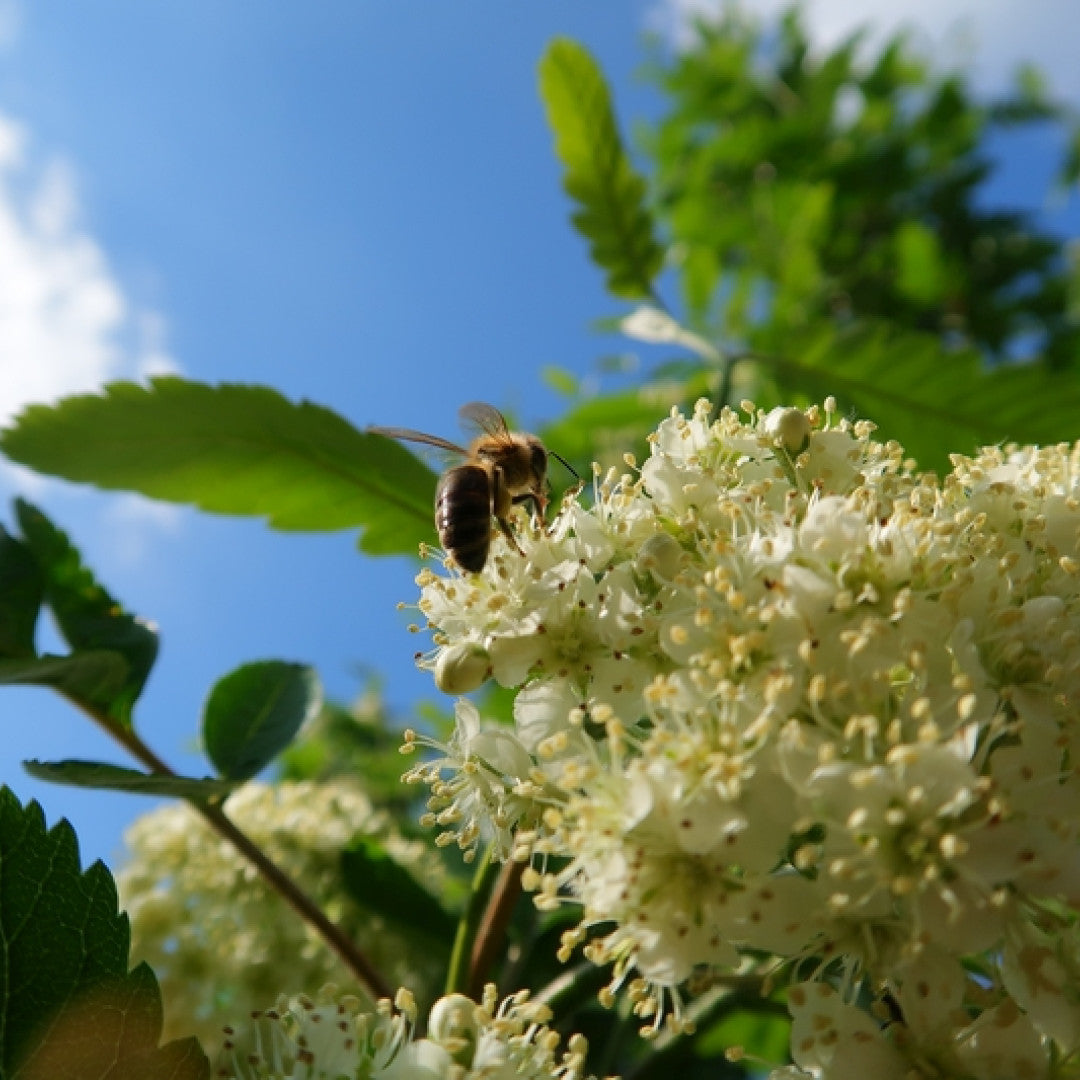 Sorbus thuringiaca 'Fastigiata'