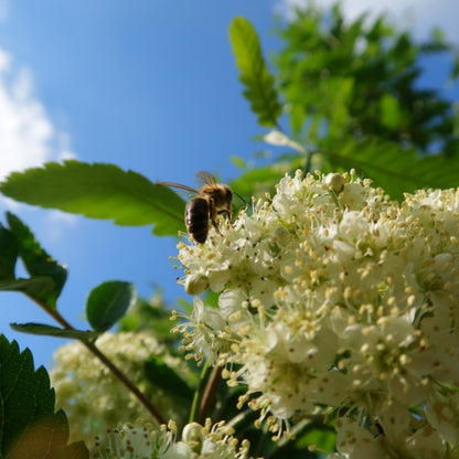 Sorbus thuringiaca 'Fastigiata'