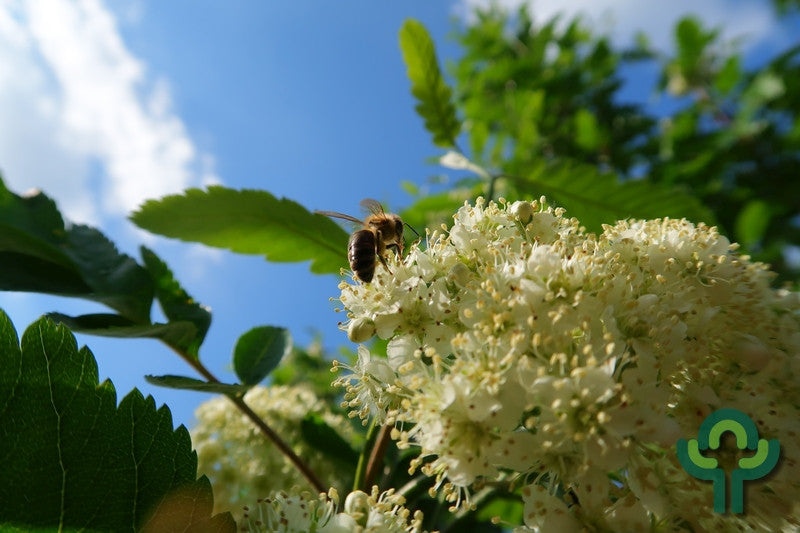 Sorbus thuringiaca 'Fastigiata'
