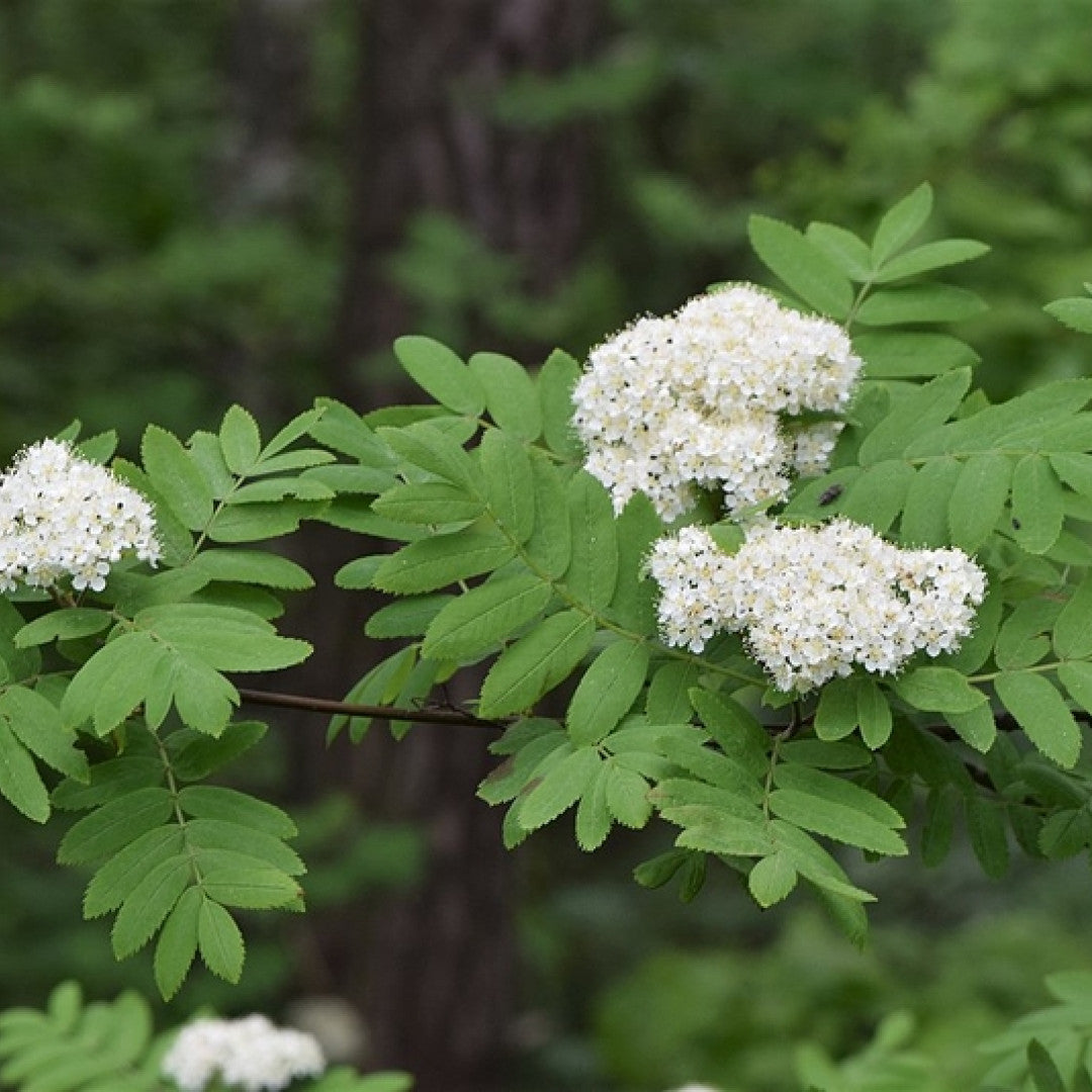 Sorbus aucuparia