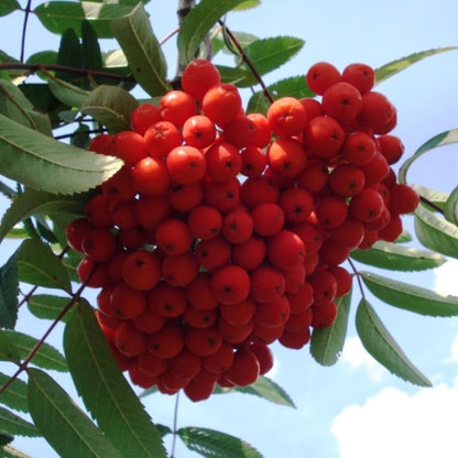 Sorbus aucuparia edulis