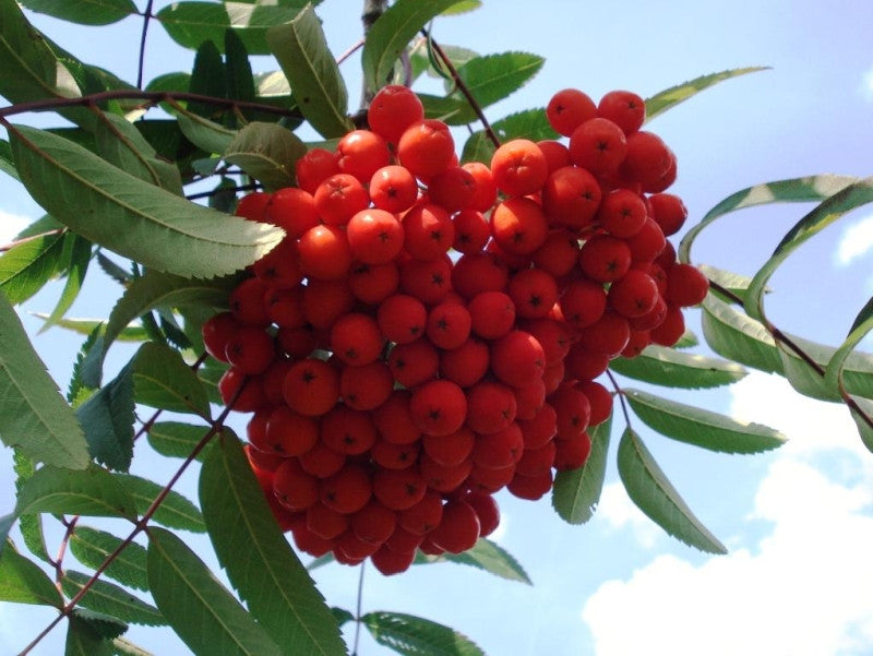Sorbus aucuparia edulis