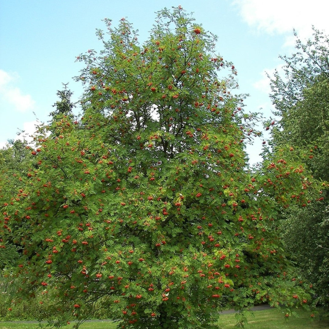 Lijsterbes (Sorbus aucuparia)