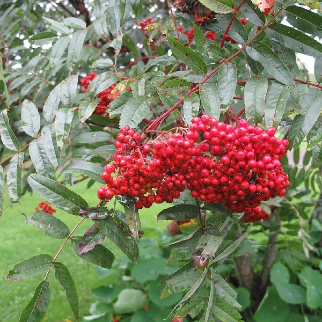 Sorbus decora