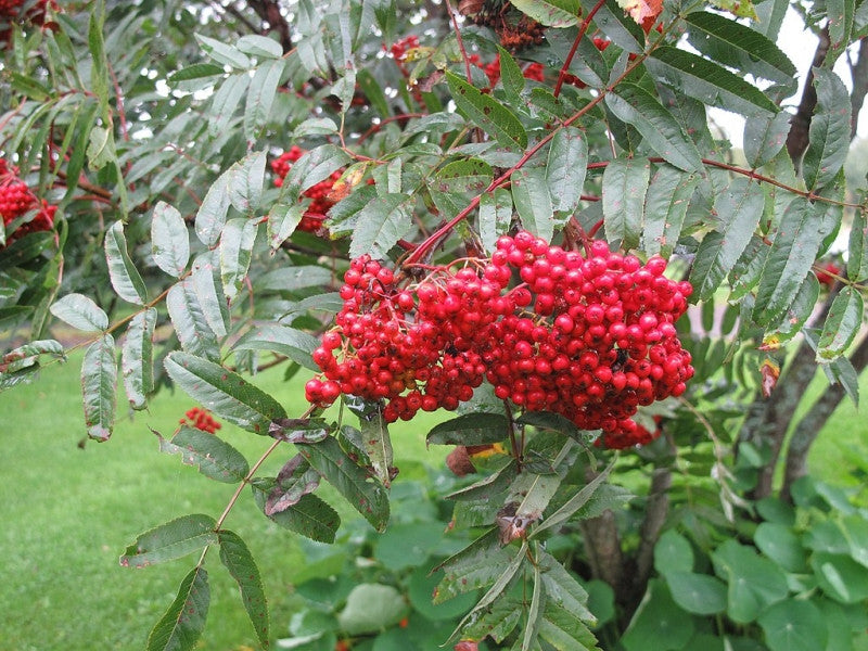 Sorbus decora