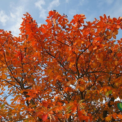 Sorbus intermedia
