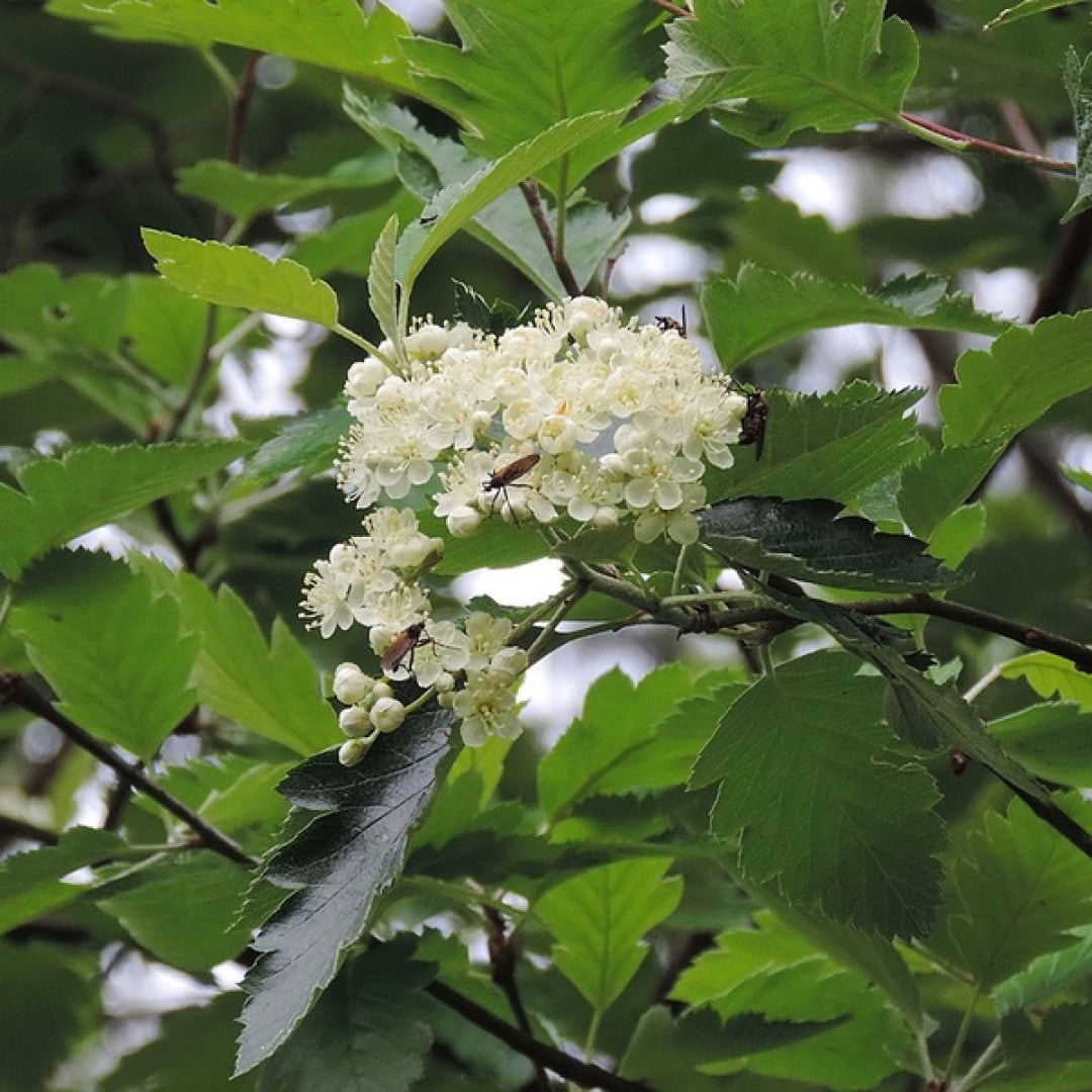 Sorbus intermedia