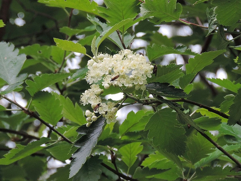 Sorbus intermedia