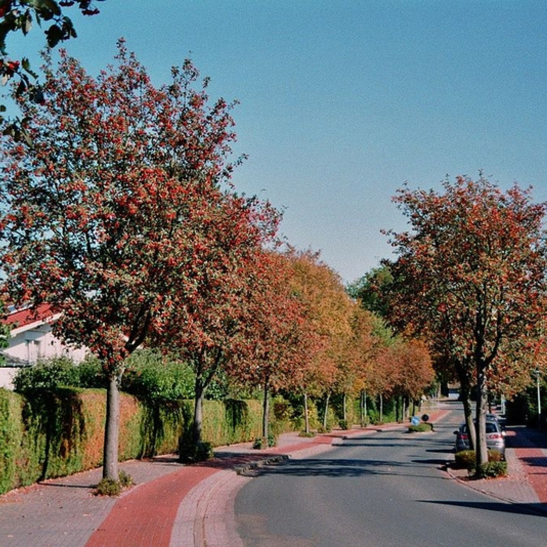 Sorbus intermedia