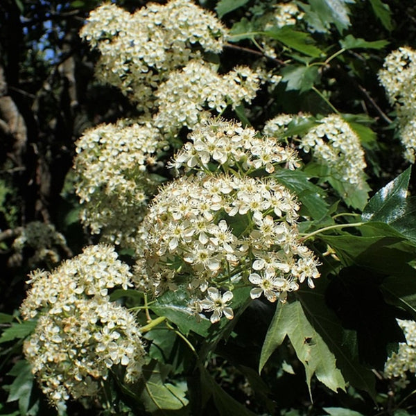 Elsbes (Sorbus torminalis)