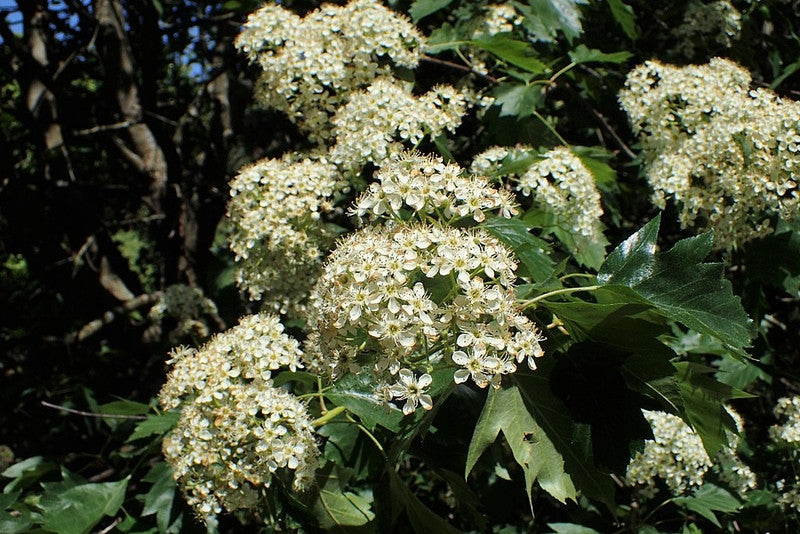 Elsbes (Sorbus torminalis)