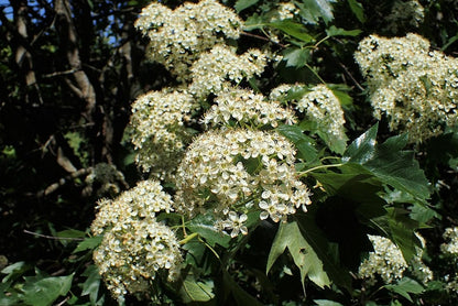 Elsbes (Sorbus torminalis)