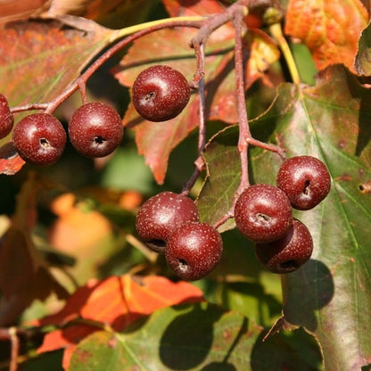 Elsbes (Sorbus torminalis)
