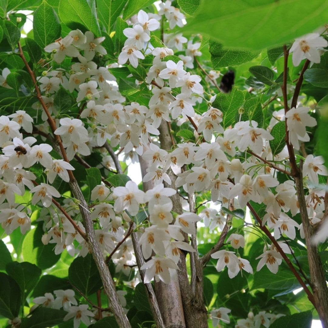 Styrax japonicus 'June Snow'