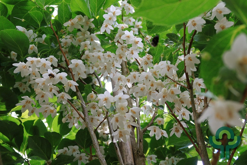 Styrax japonicus 'June Snow'