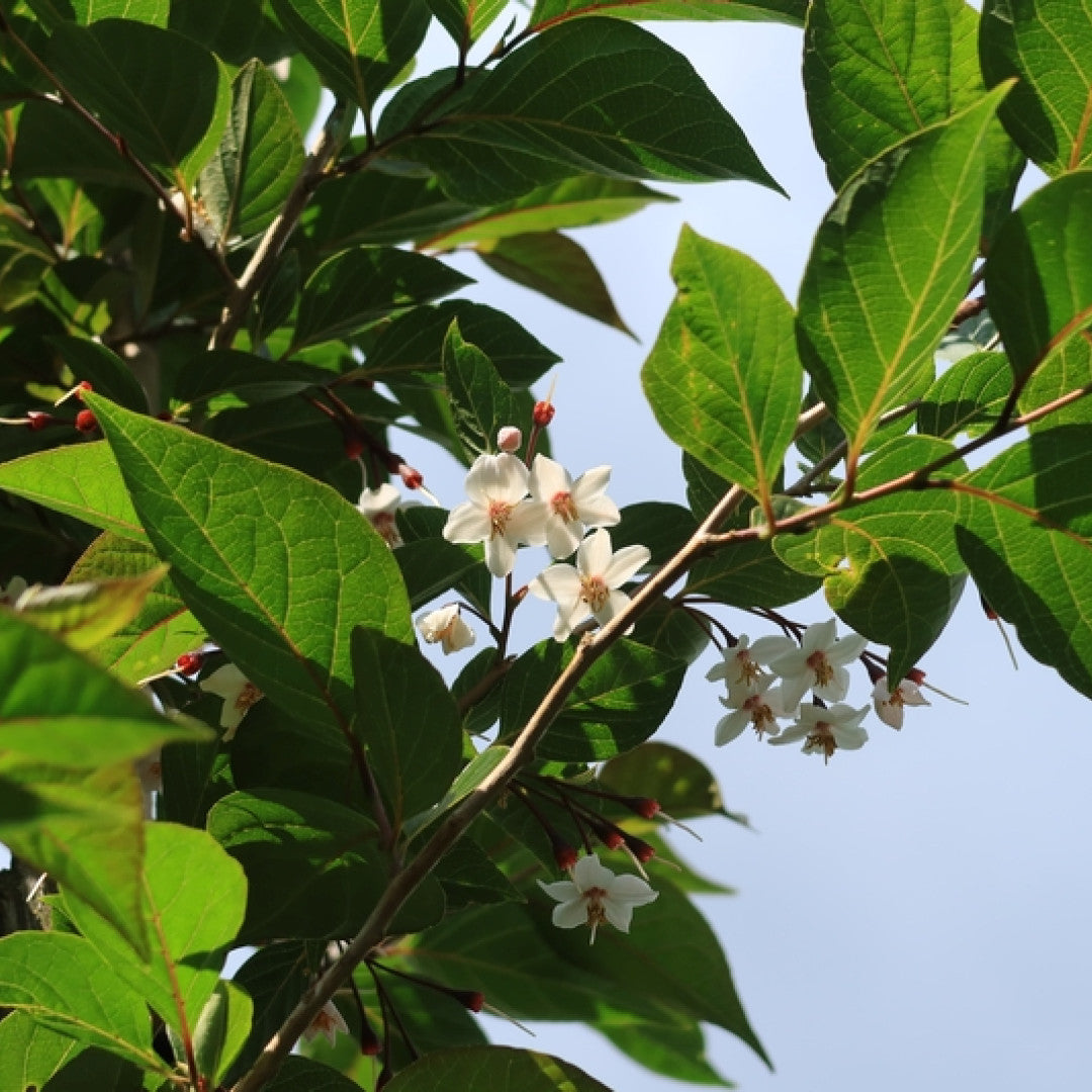 Styrax japonicus 'Purple Haze' ®
