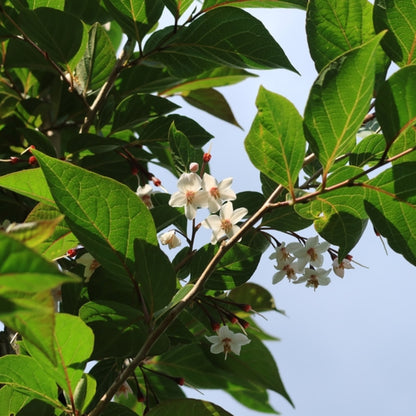Styrax japonicus 'Purple Haze' ®