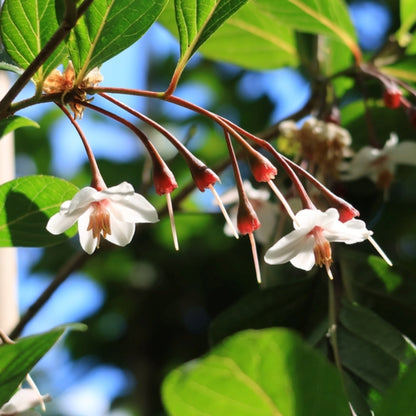 Styrax japonicus 'Purple Haze' ®