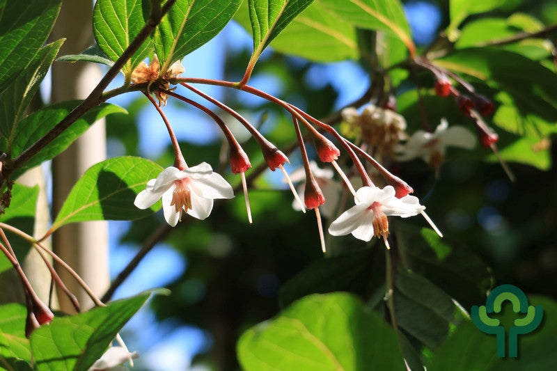 Styrax japonicus 'Purple Haze' ®