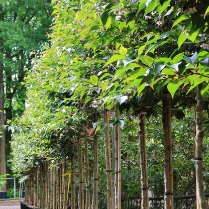 Styrax japonicus 'Purple Haze' ®