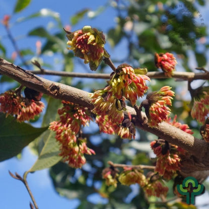 Sycoparrotia semidecidua