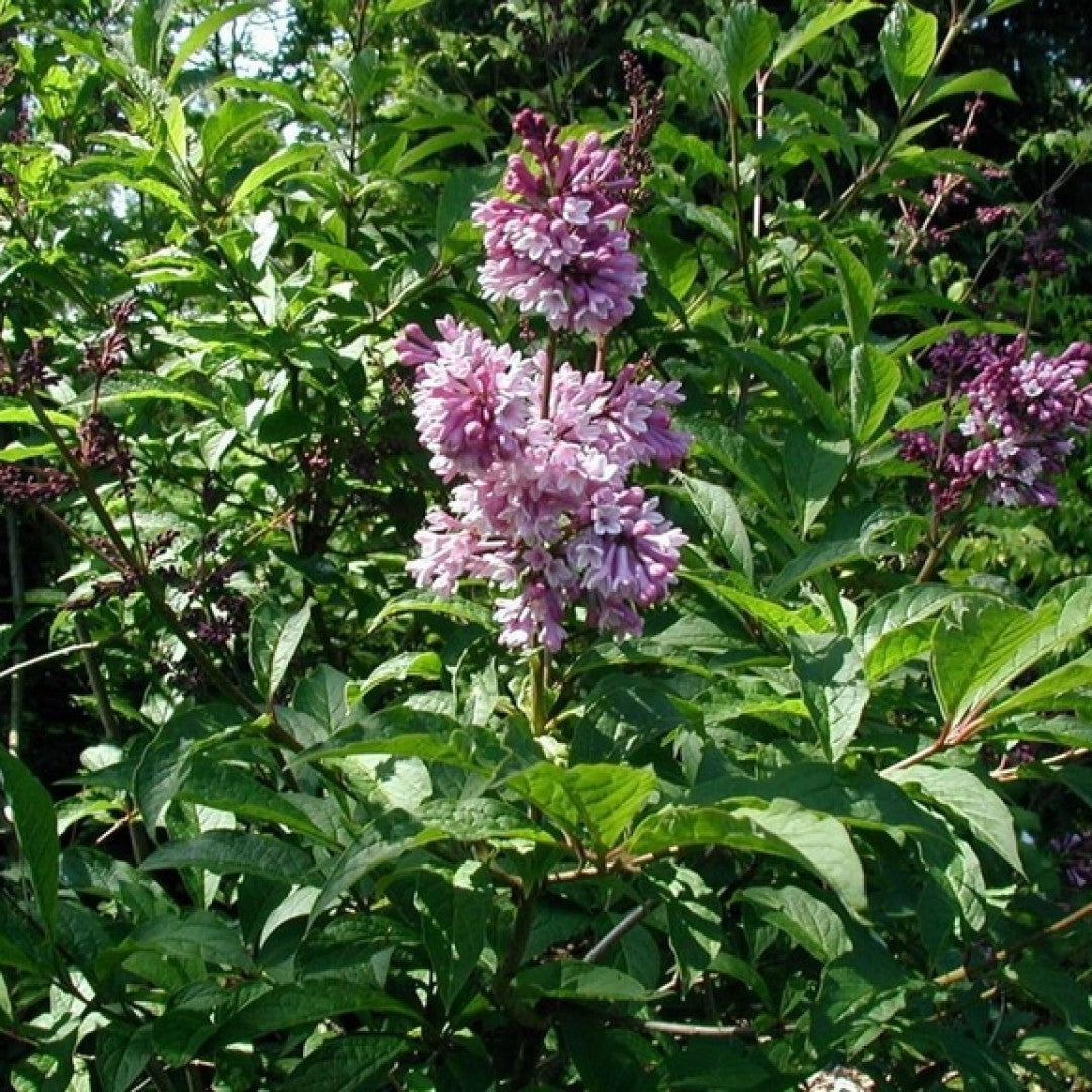 Syringa josikaea