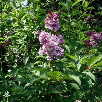 Syringa josikaea